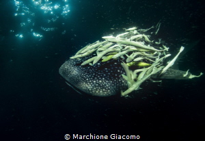 Whale shark. Nikon D800E , 17-35mm. Two strobo
Maldives ... by Marchione Giacomo 